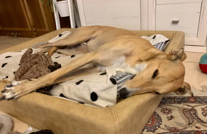 Greyhound Sam