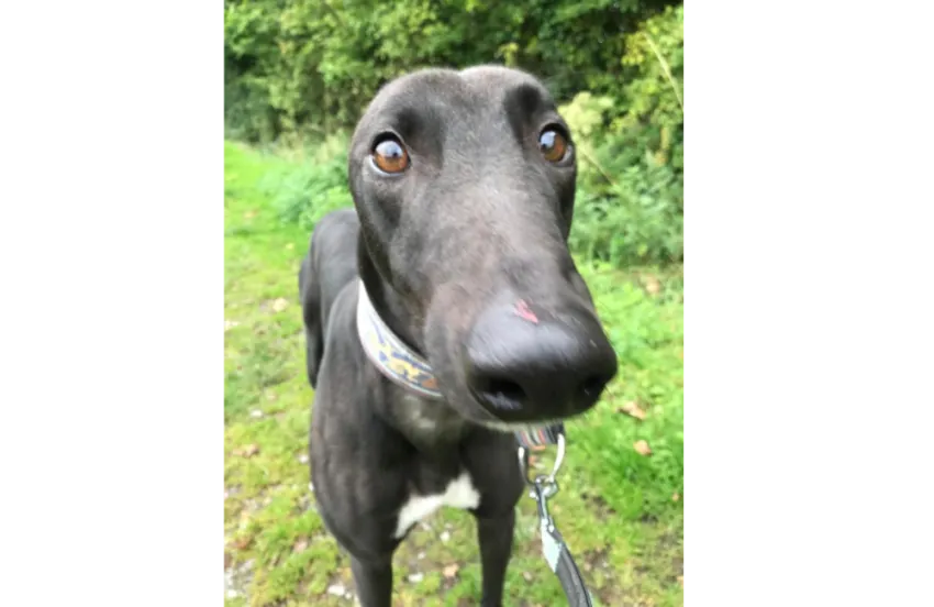 Greyhound Pepper