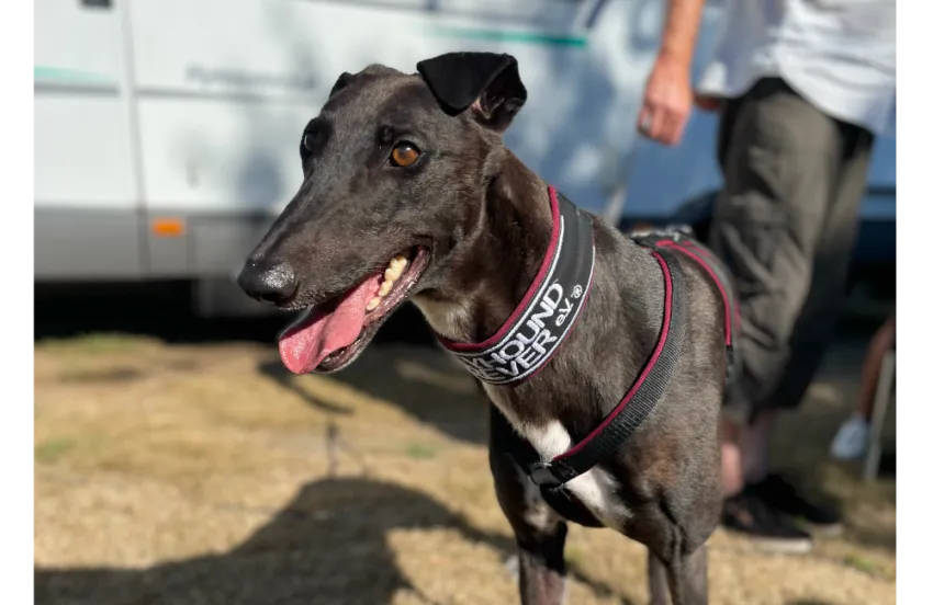 Greyhound Cola