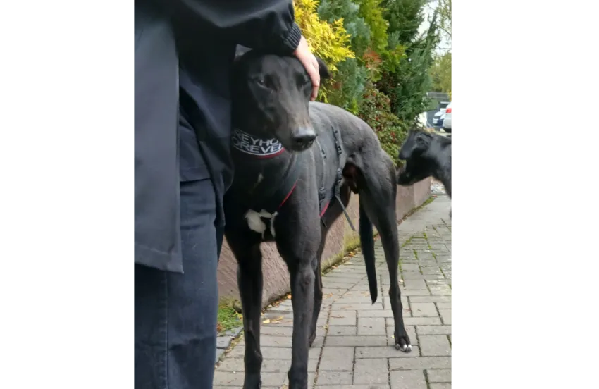 Greyhound Max