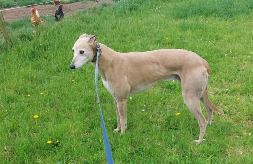 Greyhound Shay