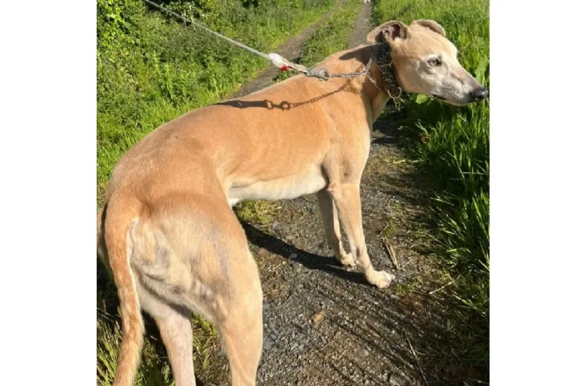 Greyhound Shay