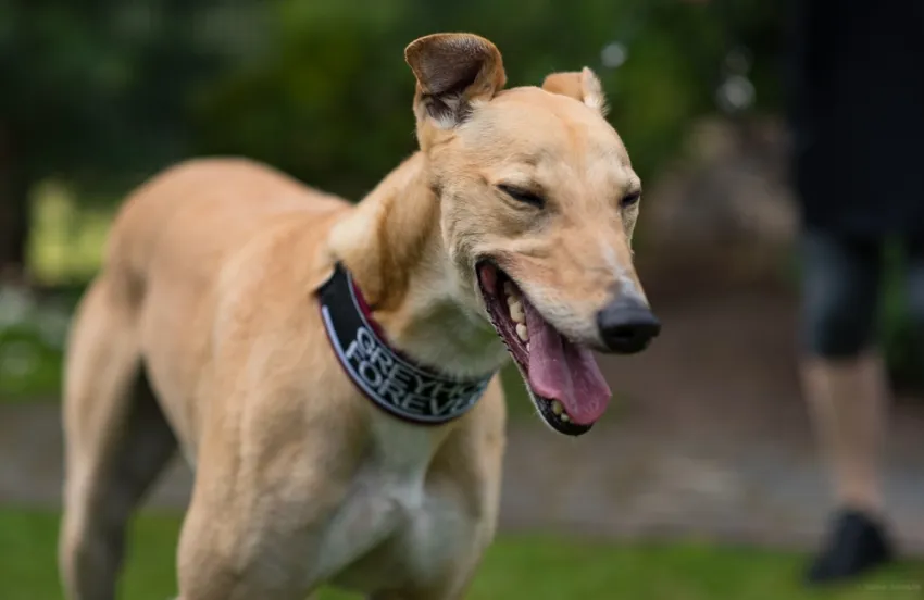 Greyhound Ben