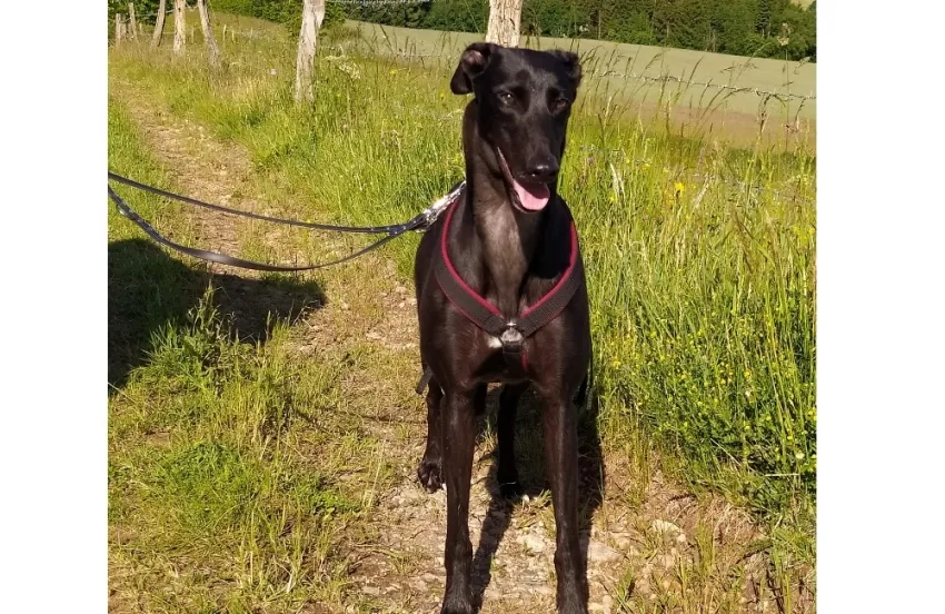 Greyhound Zoe