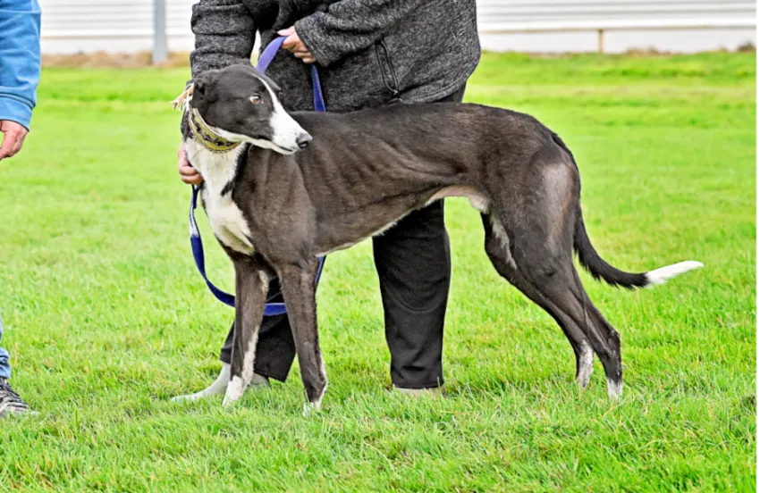 Greyhound Donie
