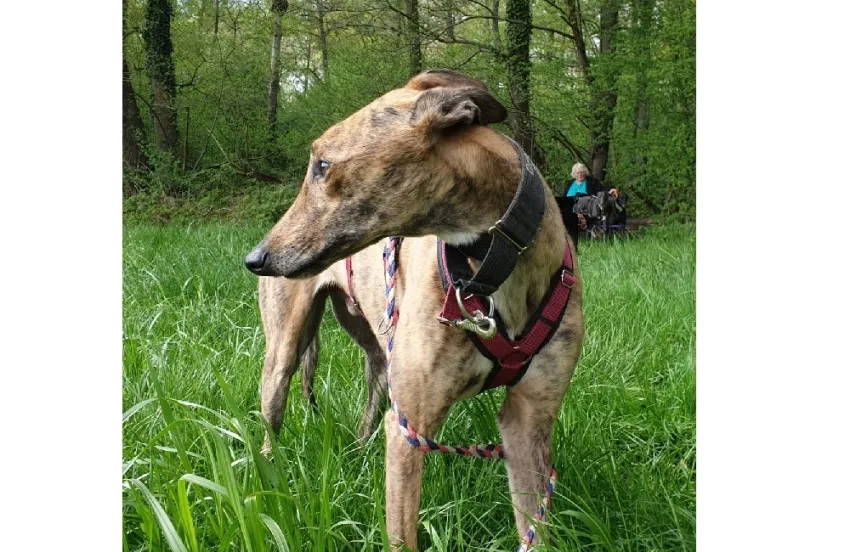 Greyhound Luca