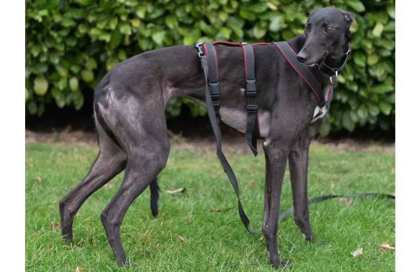 Greyhound Tunder