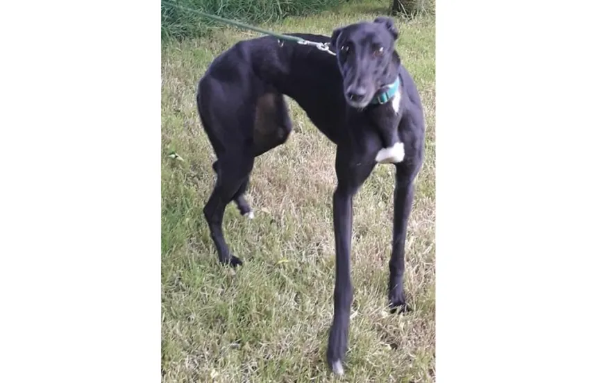 Greyhound Tunder