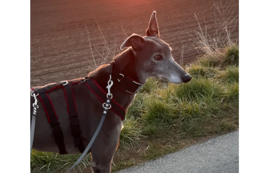 Greyhound Clyde