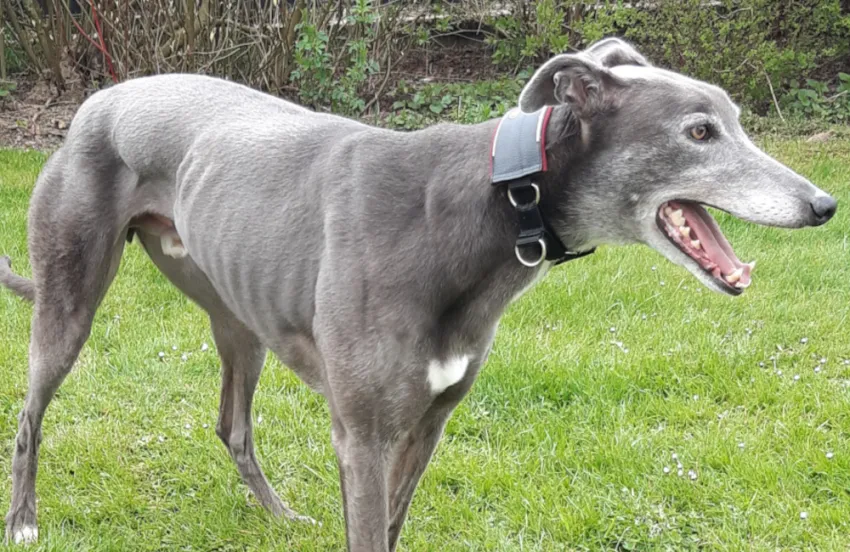 Greyhound Clyde