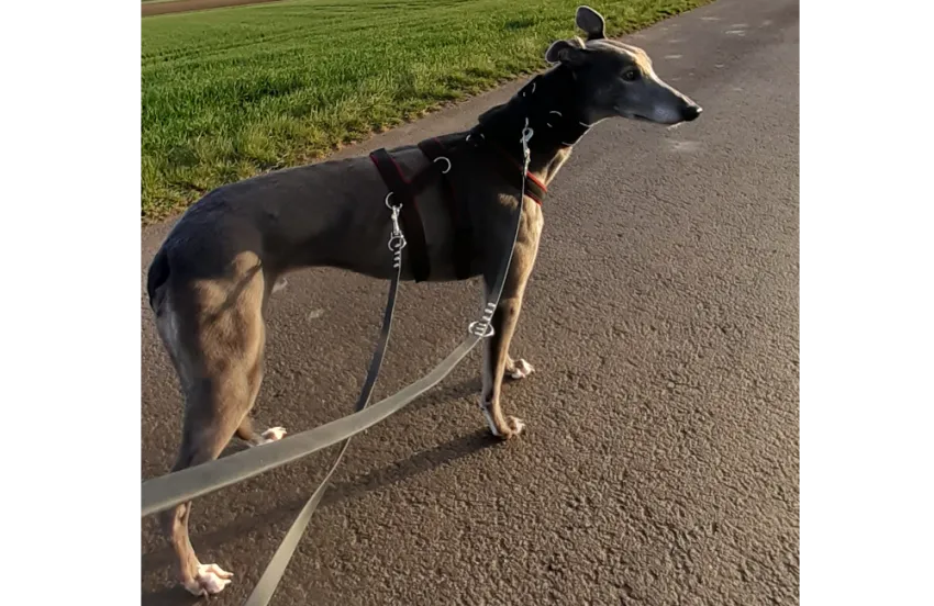Greyhound Clyde