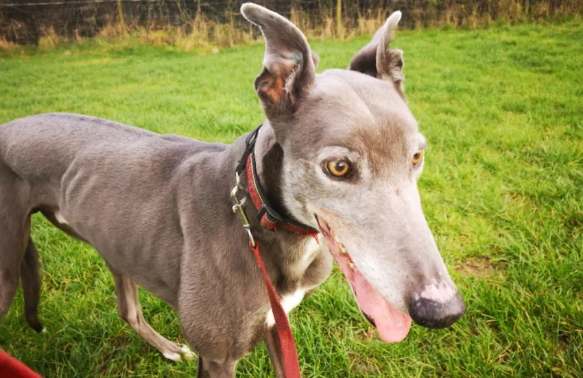 Greyhound Clyde