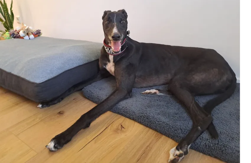 Greyhound Chesty