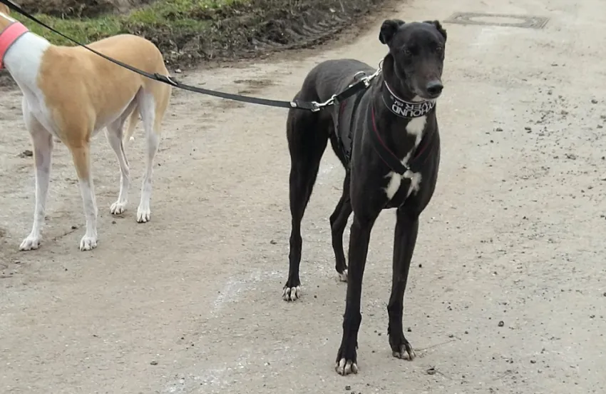 Greyhound Gary