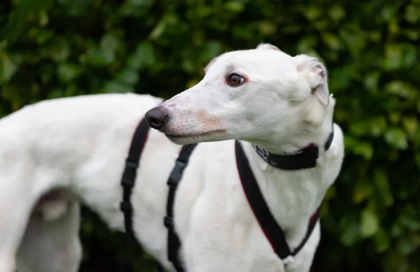 Greyhound Pudsy