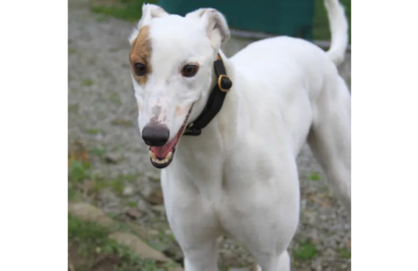 Greyhound Pudsy