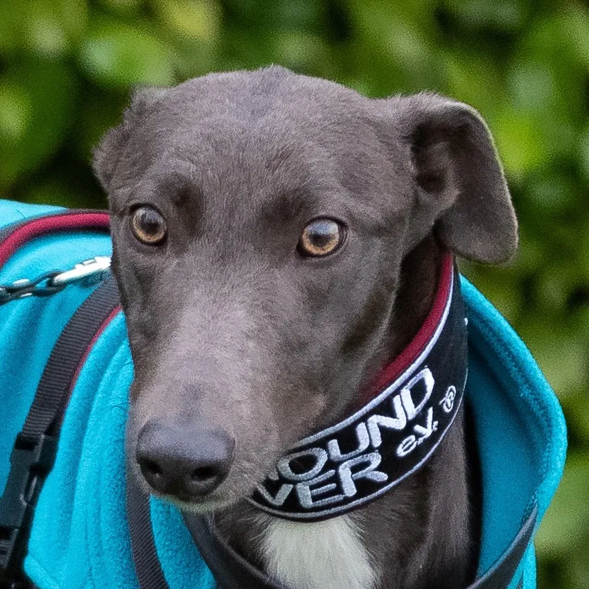 Greyhound Lana