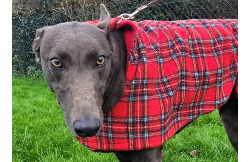 Greyhound Lana