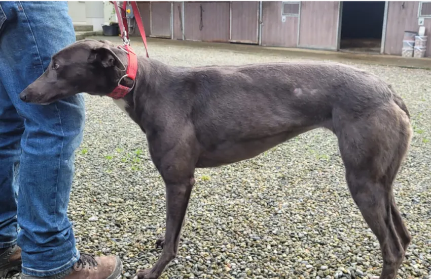 Greyhound Lana