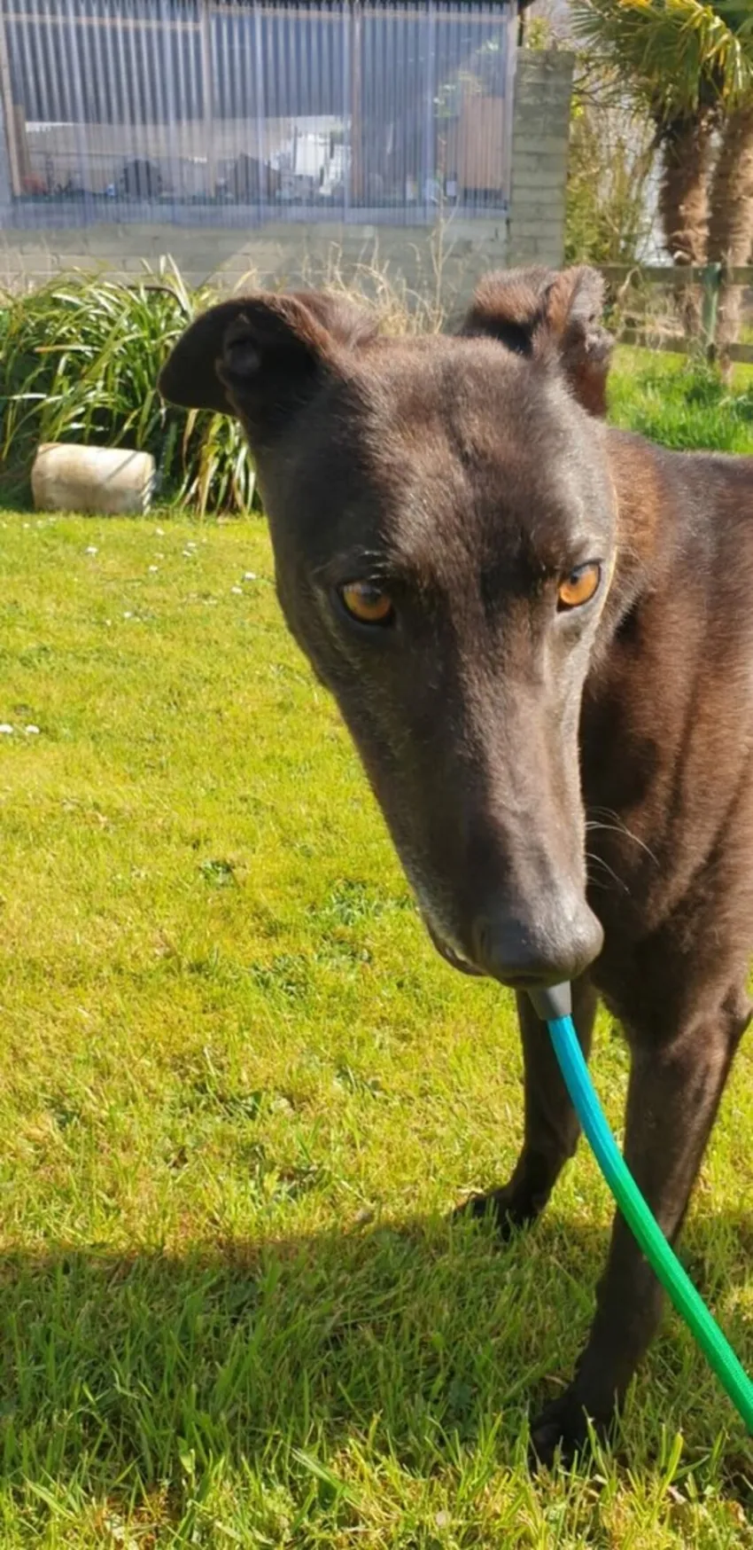 Greyhound Emmet