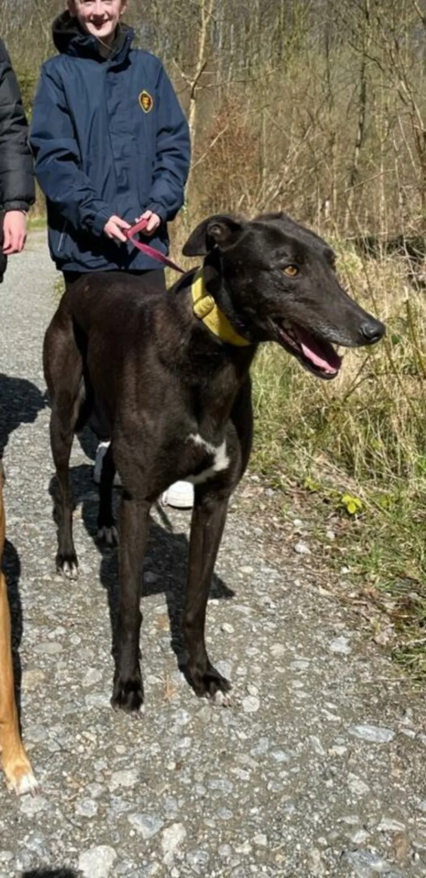Greyhound Emmet