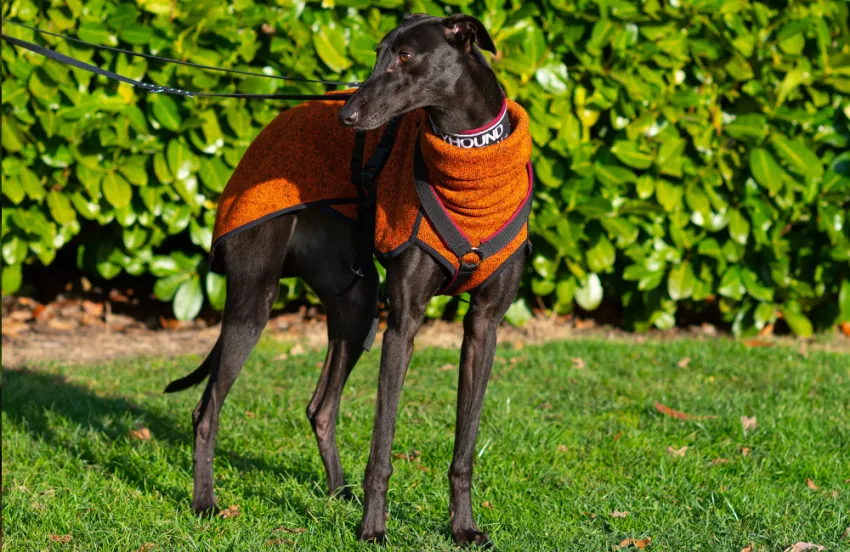Greyhound Bonnie