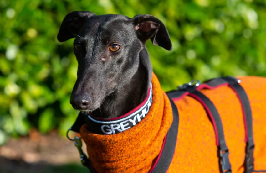 Greyhound Bonnie