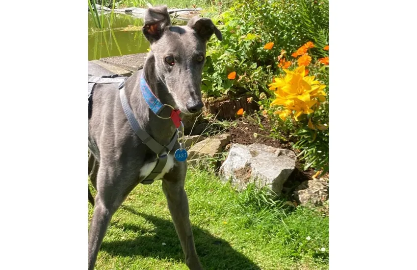 Greyhound Fabio