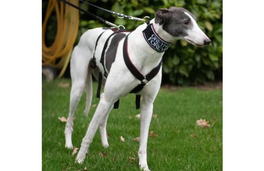 Greyhound Orla