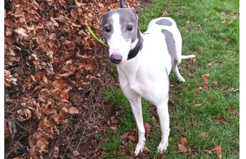 Greyhound Orla