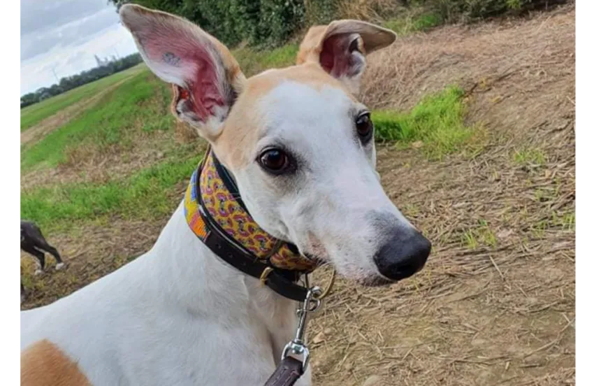 Greyhound Rory
