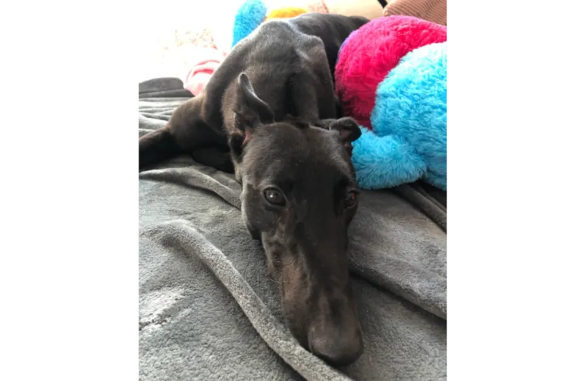 Greyhound Lisa