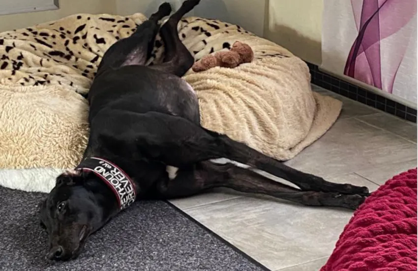 Greyhound Bart (black)