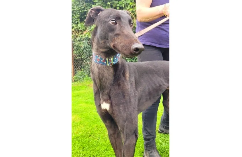 Greyhound Bart (black)