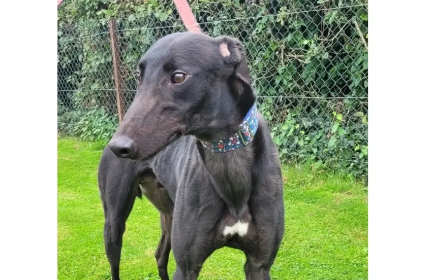 Greyhound Bart (black)