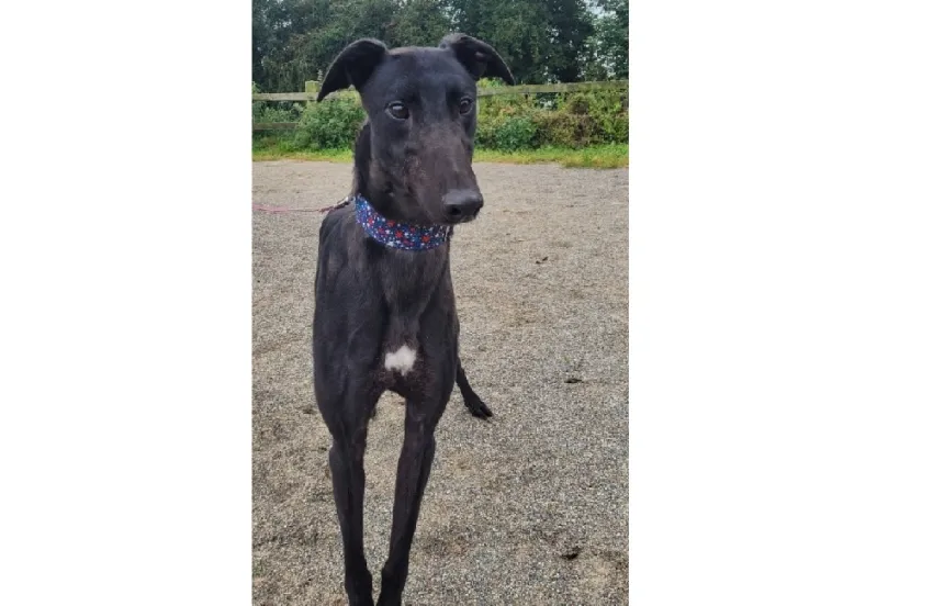 Greyhound Bart (black)