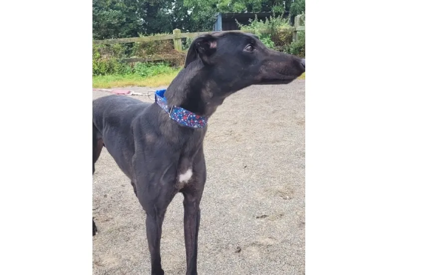 Greyhound Bart (black)