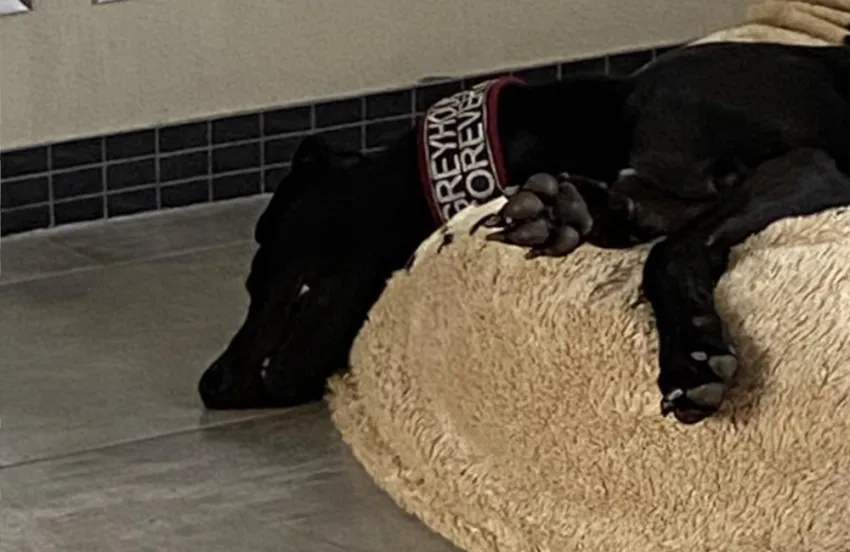 Greyhound Bart (black)