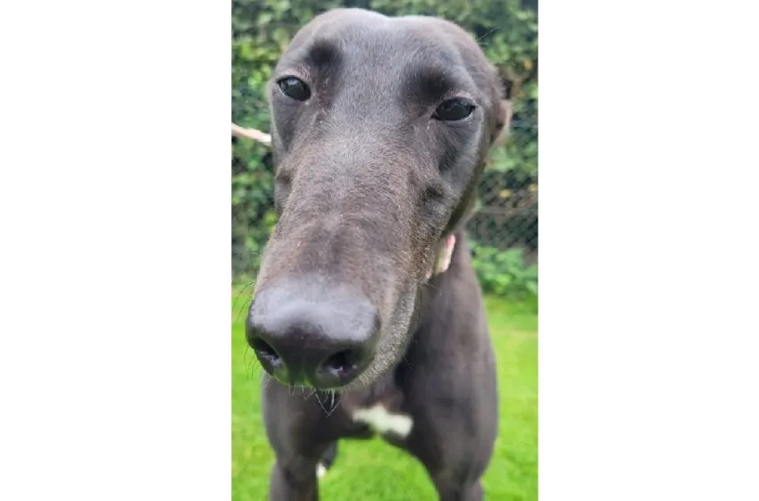 Greyhound Maggie