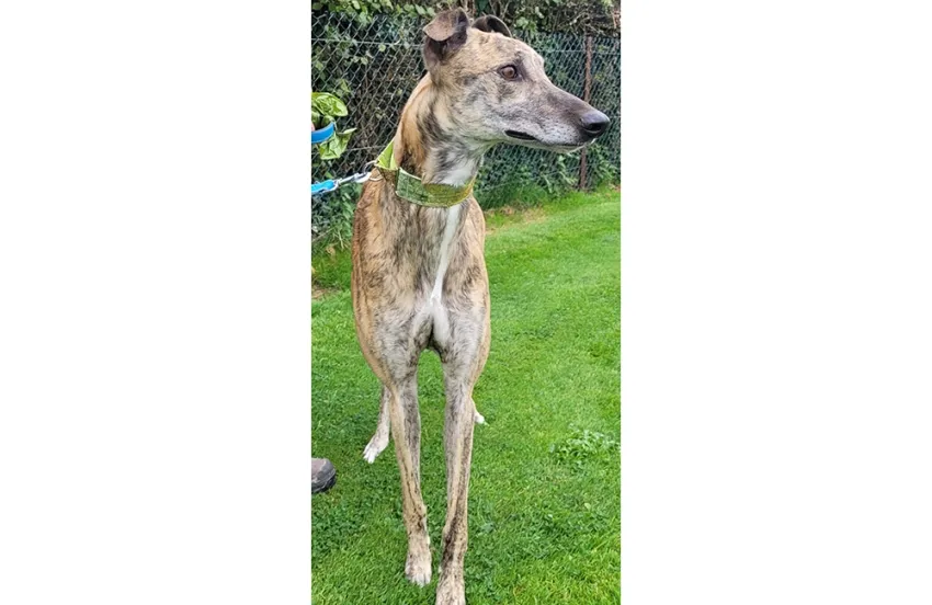 Greyhound Brindy