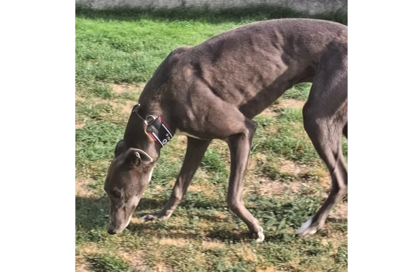 Greyhound Roger