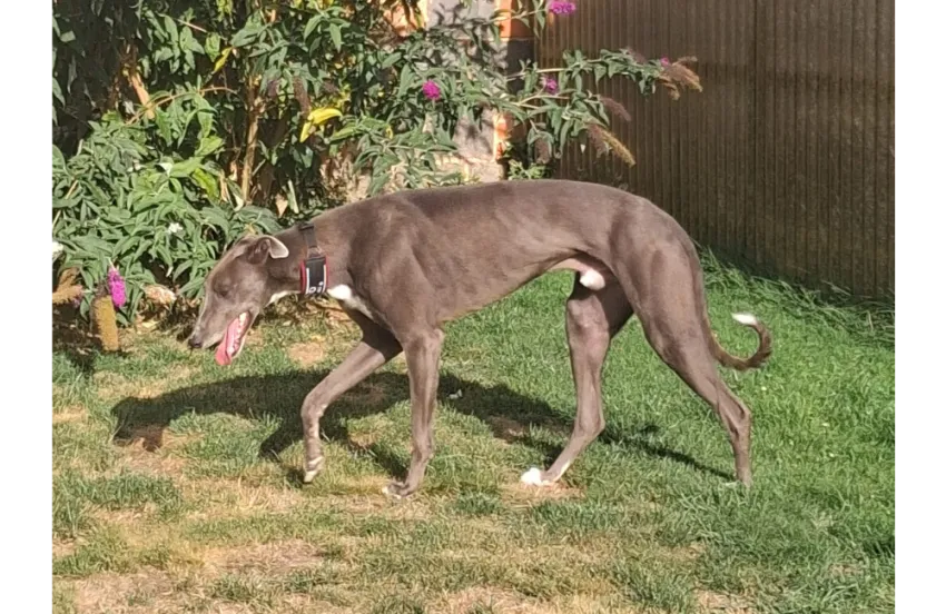 Greyhound Roger