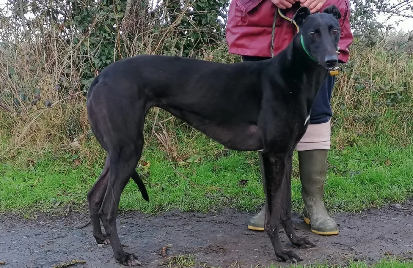 Greyhound Ciara