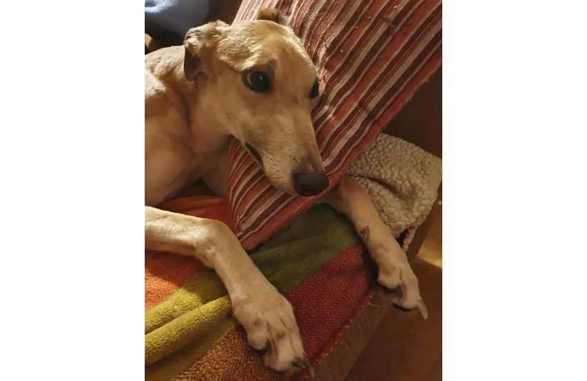 Greyhound Sandie
