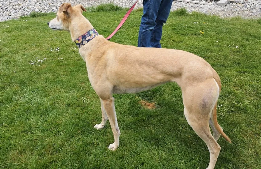 Greyhound Sandie