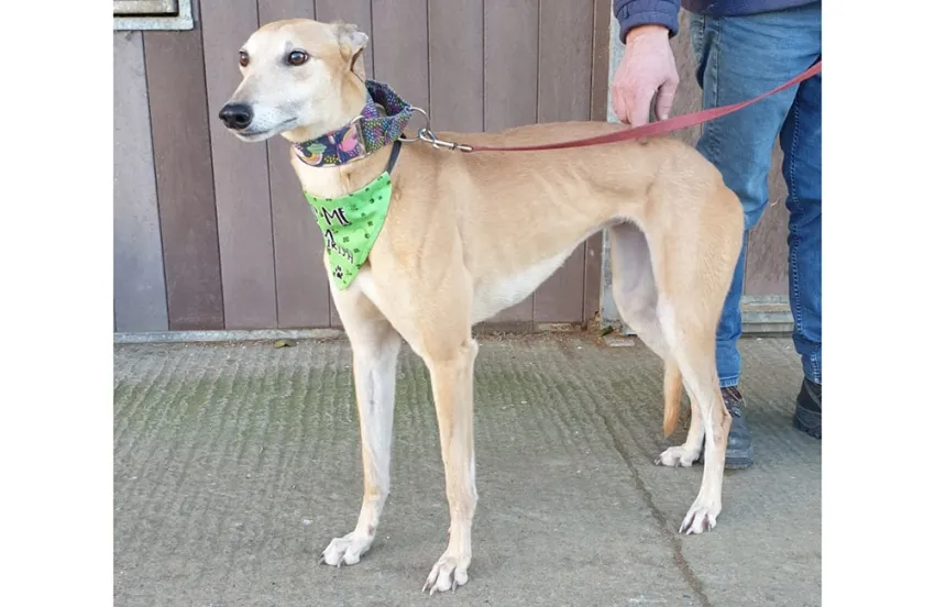 Greyhound Sandie