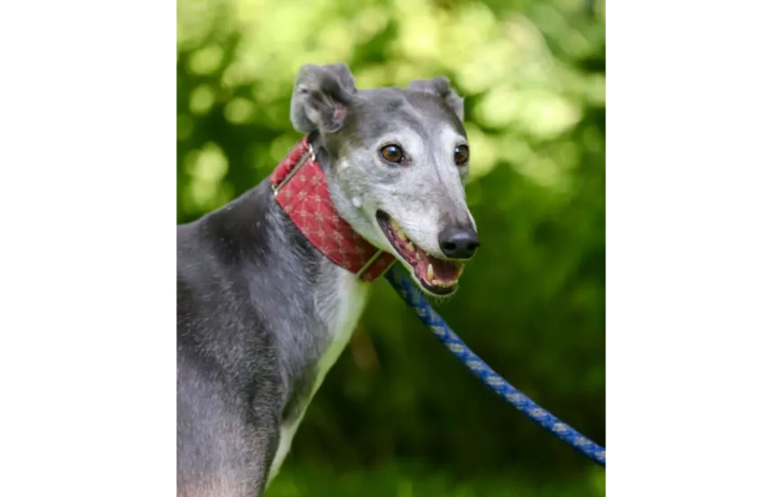 Greyhound Kylie