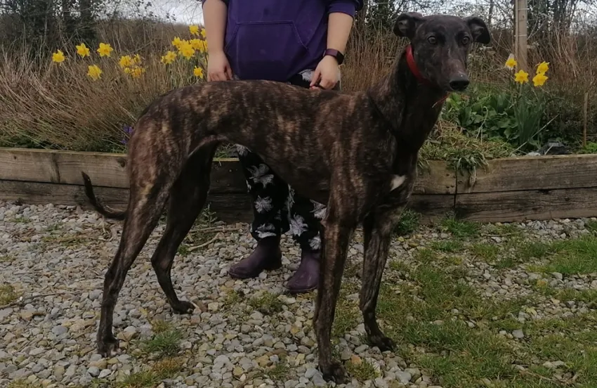 Greyhound Lucy