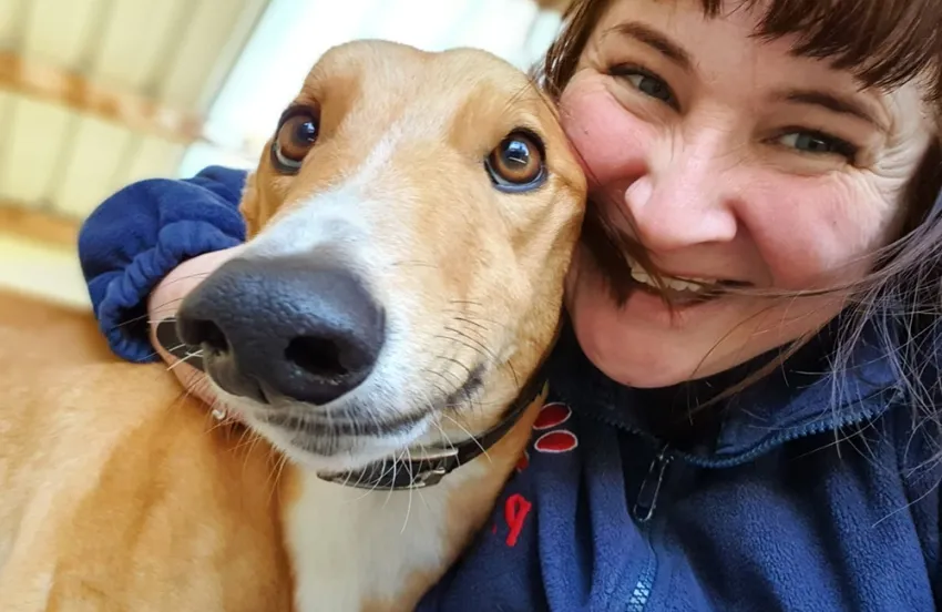 Greyhound Harry fawn