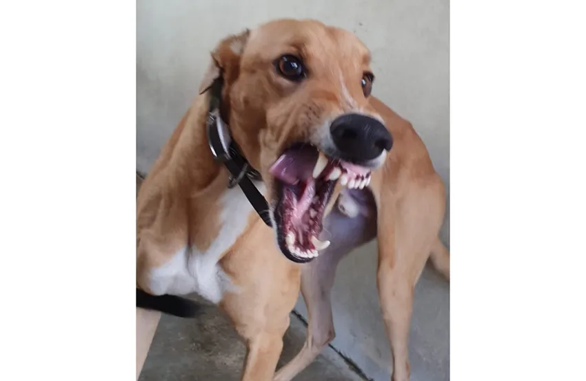 Greyhound Harry fawn